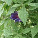 Picasa 2.7